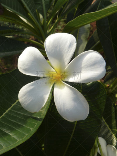 赤素馨花,白色,仅一朵花,自然,垂直画幅,芳香的,挽芭茵,无人,脆弱,红色