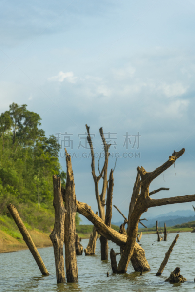 泰国,田地,风景,热带雨林,垂直画幅,天空,美,无人,丁字裤,夏天
