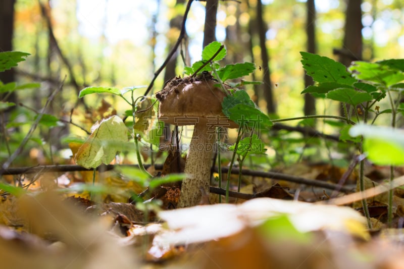 森林,美味牛肝菌,菌丝,植物叶柄,胡椒牛肝菌,porcini mushroom,褐色,水平画幅,素食,苔藓