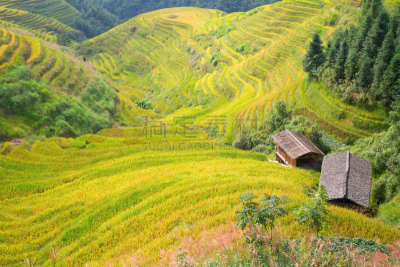 稻,梯田,龙脊梯田,美,水平画幅,枝繁叶茂,山,传统,户外,水稻梯田