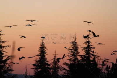 鹳,天空,松树,寒冷,水平画幅,秋天,夜晚,鸟类,户外,一群鸟
