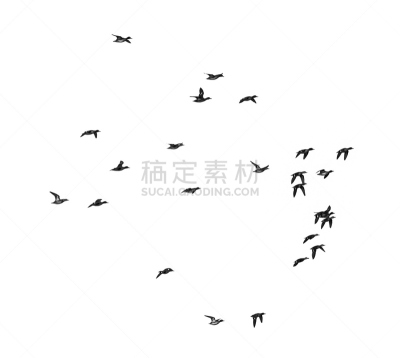 鸭子,白色背景,哈萨克斯坦,兽群,野生动物,图像,印度野生动物园,水平画幅,大自然保护协会,组物体