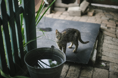 可爱的,农场,野生猫科动物,动物扑击,猫的叫声,流浪动物,农业,沥青,大桶,围墙