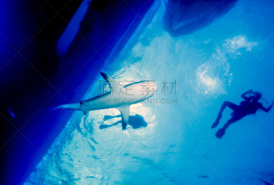 礁鲨,requiem shark,水平画幅,无人,水下,鲨鱼,船,海洋,2015年,动物