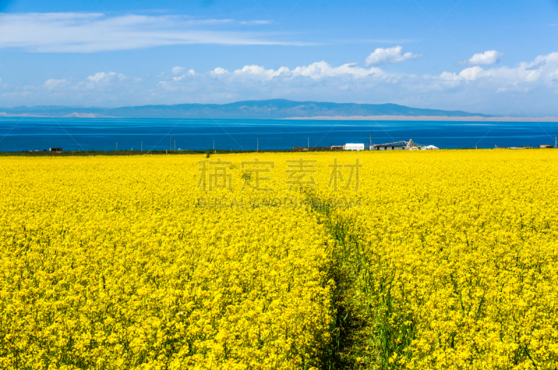 青海湖,风景,俄亥俄河,青海省,油菜花,水,天空,留白,水平画幅,无人