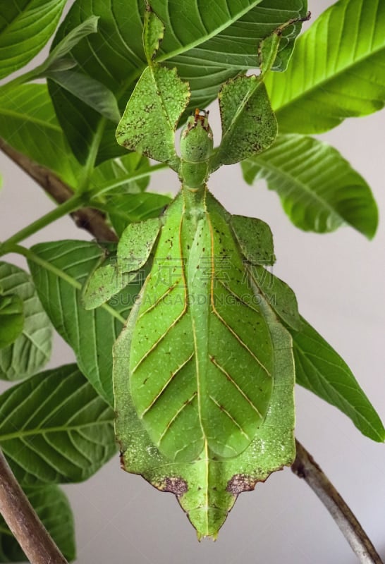 竹笋虫科,叶子,动物,莫斯特,垂直画幅,美,伪饰,户外,怪异,泰国