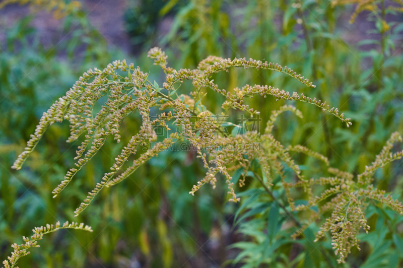 秋麒麟草属,自然美,黄色,美,水平画幅,夏天,户外,草,特写,豚草属