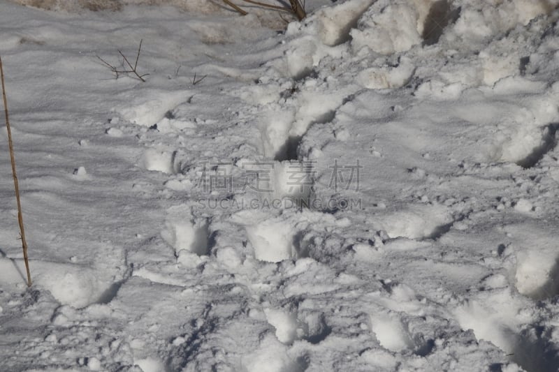 雪,冬天,脚印,小路,运动跑道,水,纹理效果,爪子,动物身体部位,光