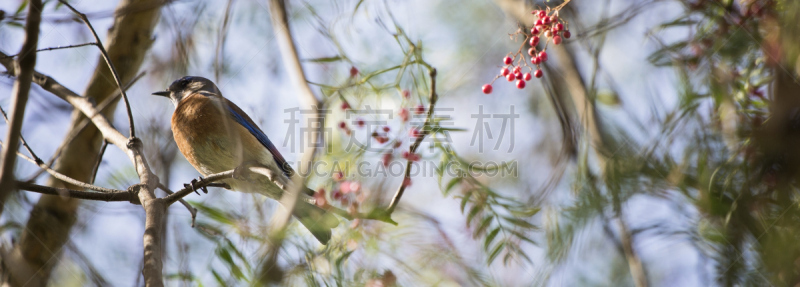 家燕,枝,天空,美,水平画幅,燕子,鸟类,动物身体部位,特写,北美歌雀