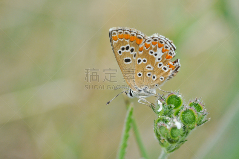 褐色灰蝶,草,灰蝶科,美,褐色,水平画幅,蝴蝶,动物身体部位,夏天,户外