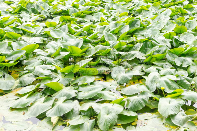 凤眼莲,水,公园,水生植物,水平画幅,无人,湿,热带雨林,轻轻浮起,格罗索