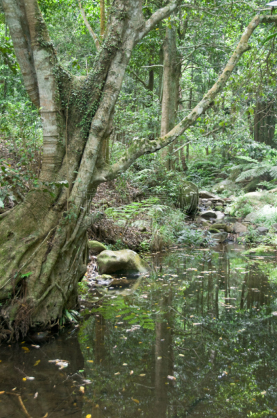 雨林,组图,垂直画幅,枝繁叶茂,无人,苔藓,热带雨林,扇形棕榈,户外,棕榈树