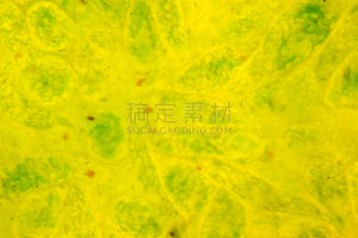 真核生物,薄肌眼虫,一个物体,在下面,大规模的放大,显微镜,细胞核,生物科技,水平画幅,微生物学