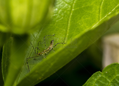 叶子,猎蝽科昆虫,叶蝉,水平画幅,吸血动物,盾,无人,户外,怪异,特写