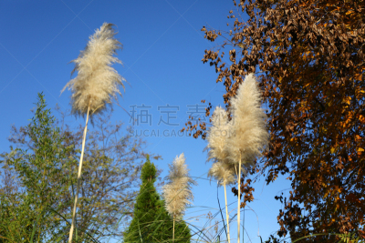 高大的,草丛,潘帕斯大草原,澳大利亚文明,天空,水平画幅,无人,草,毛绒绒,植物