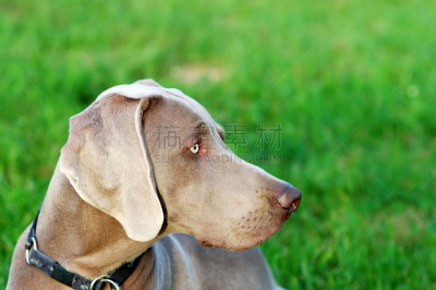 德国魏犬,纯种犬,水平画幅,绿色,灰发,侧面像,户外,小狗,草,犬科的