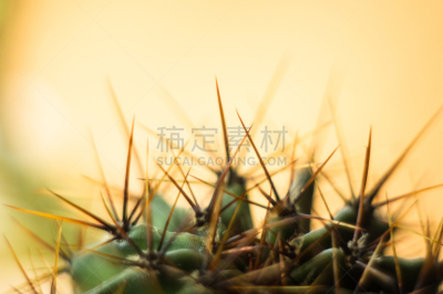 仙人掌,桶仙人掌,芳香的,下水塞,装管,荆棘,尖利,夏天,干的,室内植物
