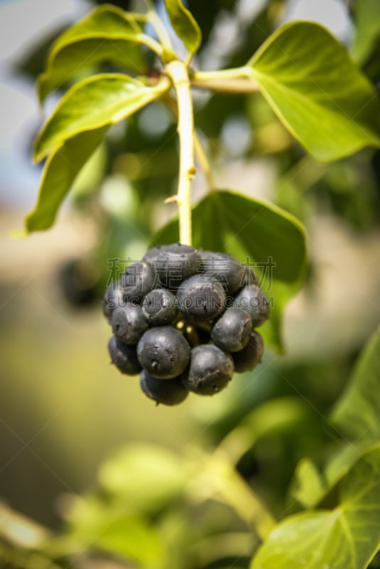 阿拉贡,西班牙,摩里诺斯,植物群,特鲁埃尔,垂直画幅,美,户外,植物,伊比利亚风格