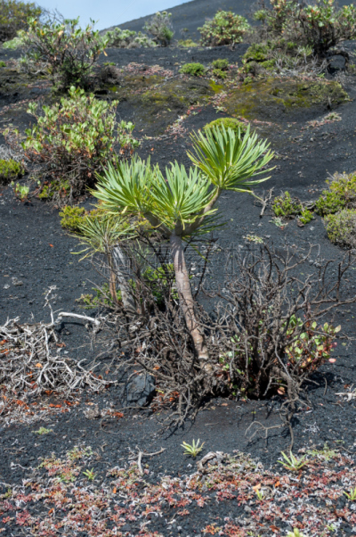 肉质植物,Volcanic Scoria,帕尔马,垂直画幅,群岛,枝繁叶茂,无人,大西洋群岛,泥土