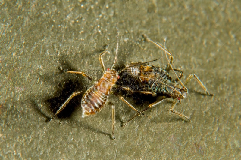 蚜虫,水平画幅,粉虱,生物学,特写,生殖器官,heteroptera,黑蚊,害虫,园艺