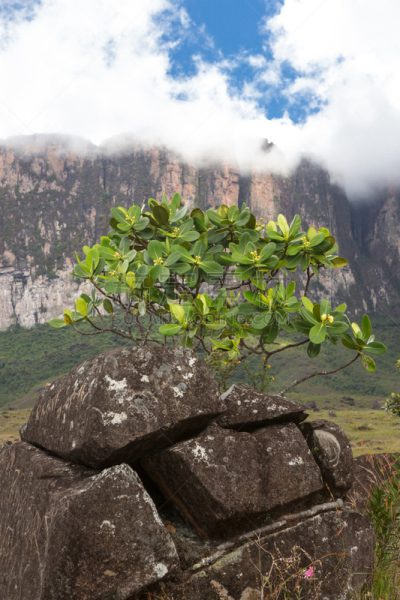 罗赖马山,平顶山,canaima,罗赖马州,平顶山区,委内瑞拉,垂直画幅,南美,无人,户外