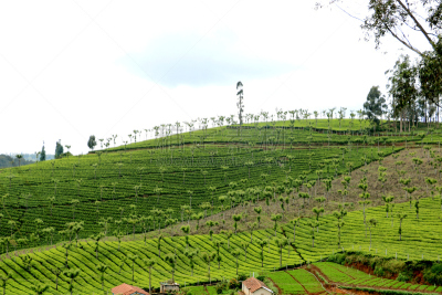 日本茶道公园,茶树,旅游目的地,水平画幅,绿色,山,无人,nilgiri tahr,户外,印度次大陆