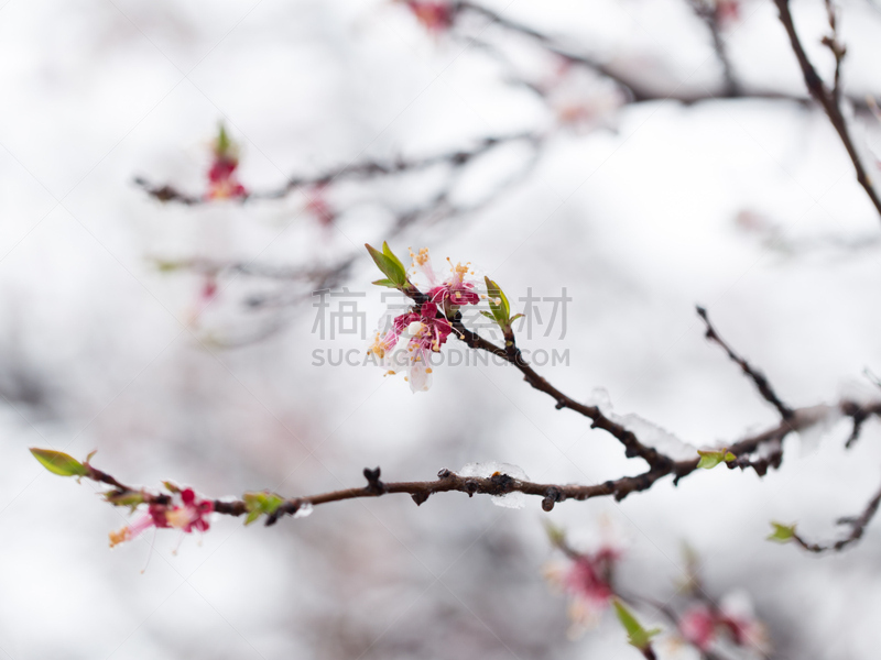 雪,伦敦马拉松赛,植物海滩,树蛇,哈萨克斯坦,粉色,图像,田径赛,无人,水平画幅