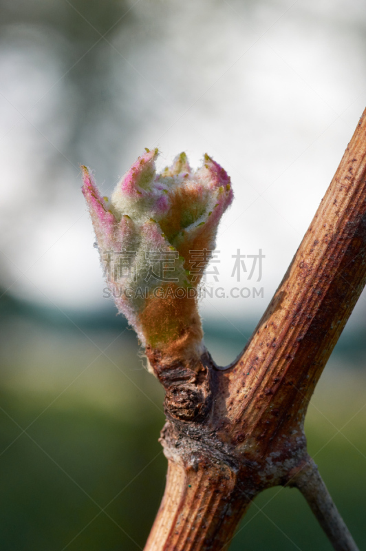 叶子,有蔓植物,春天,葡萄,开端,秧苗,现代,垂直画幅,葡萄酒,葡萄酒厂