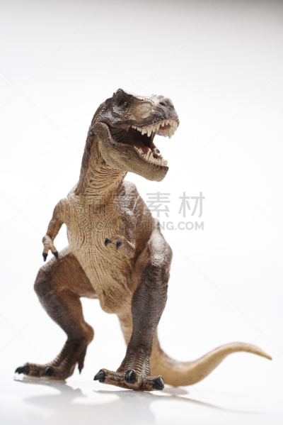 分离着色,白色背景,恐龙,垂直画幅,已灭绝生物,侏罗纪,爬行纲,动物,霸王龙,爪