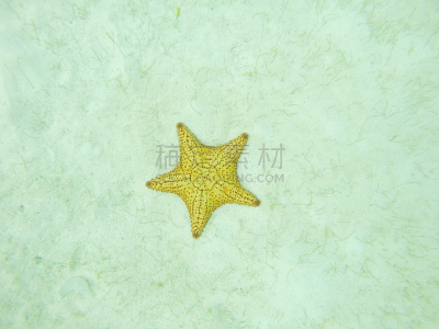 水下,水平画幅,沙子,无人,黄色,海洋生命,海星,加勒比海地区,圣文森特和格林纳丁斯,呼吸管