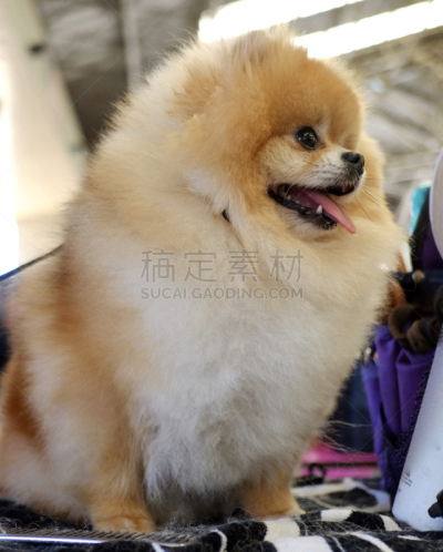 狗,多样,垂直画幅,宠物收养,标准贵宾犬,动物保护,德国牧羊犬,比熊犬,伯恩山犬,萨摩耶犬