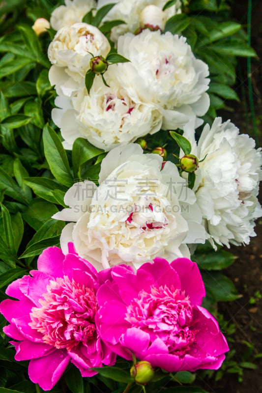 Flowering peonies in the summer garden