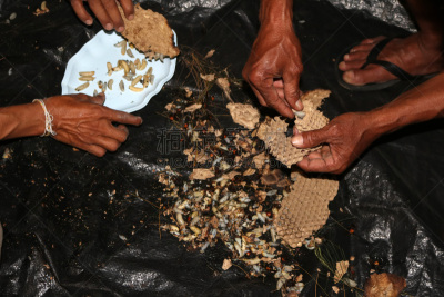 黄蜂巢,幼虫,马蜂窝,欧洲造纸黄蜂,螫针,合页,黄蜂,老挝,水平画幅,野外动物