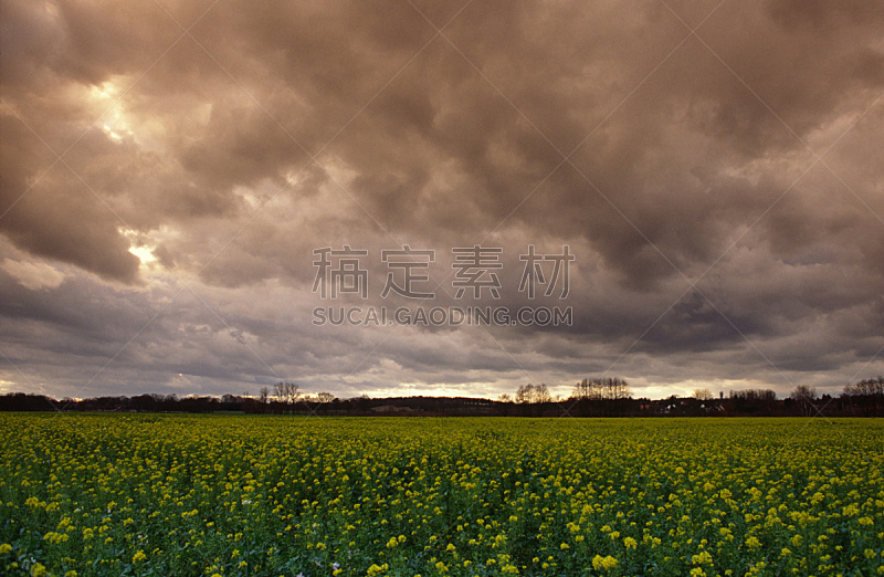 田地,多云,水平画幅,无人,户外,恐惧,云景,预兆的,农作物,植物