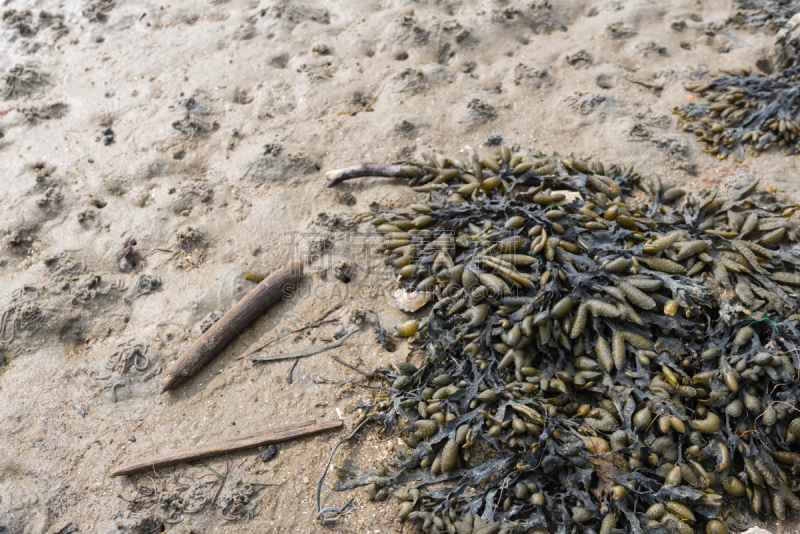 Washed ashore seaweed on the beach