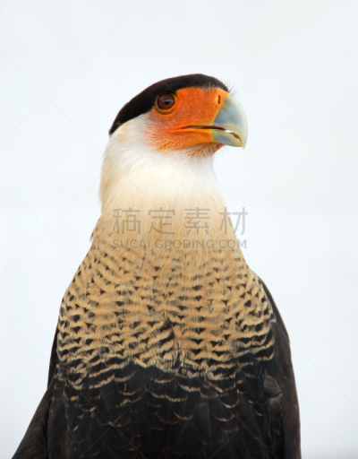 有冠长腿兀鹰,垂直画幅,正面视角,食肉鸟,无人,鸟类,异国情调,猎鹰,白色,喙