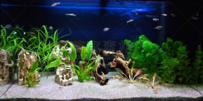 淡水,水族馆,水,美,水生植物,水平画幅,无人,水下,明亮,俄罗斯