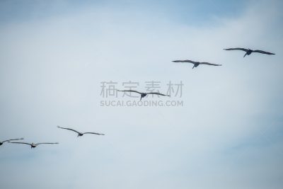 自然,南卡罗来那,岛,风景,捕猎行为,州立公园,野生动物,水平画幅,无人,鸟类