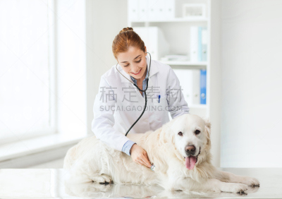 狗,女人,快乐,兽医,门诊部,寻回犬,水平画幅,金毛拉布拉多猎犬