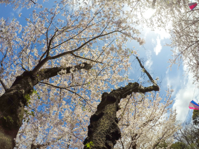天空,公园,樱花,东京,蓝色,日本,基塔,吉野樱花,花见节,星和园