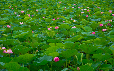 湖,荷花,最大,莲花湖,华丽的,水,天空,夏天,沼泽,风景
