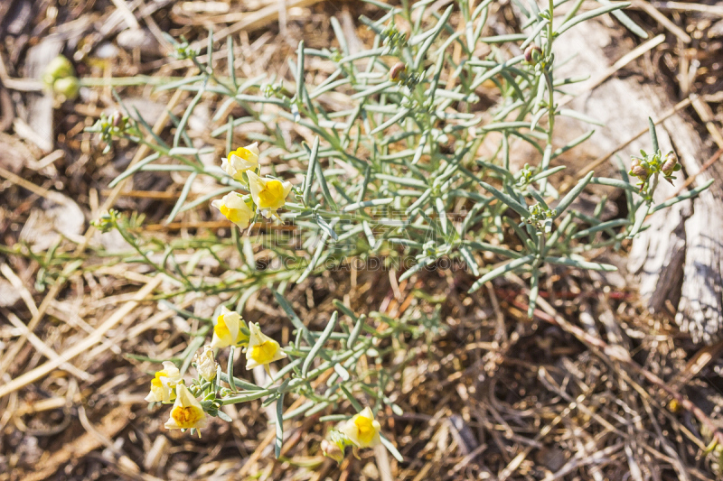 Toadflax or pajaritos amarillos