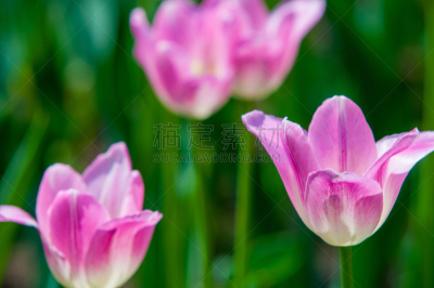 郁金香,草地鹨,水平画幅,无人,夏天,明亮,俄罗斯,花束,白色,田地