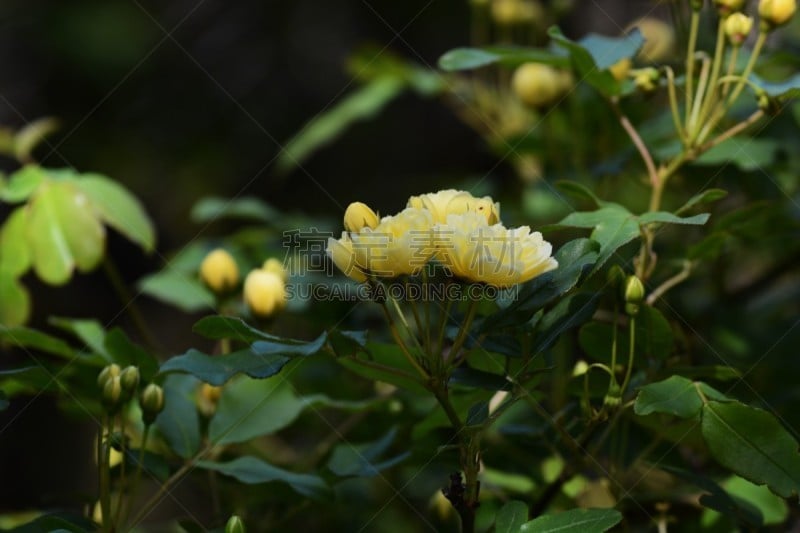 拨克西木属,玫瑰,天空,美,水平画幅,无人,夏天,户外,光,特写