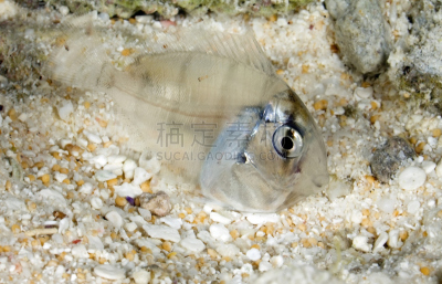 颊纹鼻鱼,塔西提岛,法国海外领土,野生动物,水平画幅,无人,蓝色,水下,野外动物,海洋