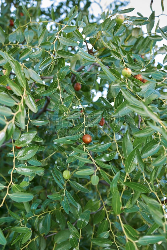 垂直画幅,天空,褐色,素食,维生素,夏天,户外,特写,明亮,枣