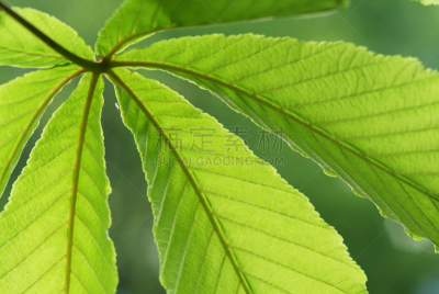 叶子,绿色,七叶树,选择对焦,水平画幅,枝繁叶茂,无人,五月,户外,叶脉