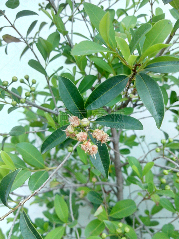 马黛茶,水平画幅,彩色图片,水果,无人,2015年,枝,叶子,花的组成部分,摄影