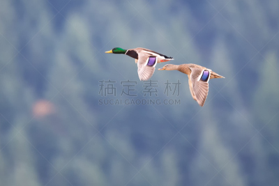 大不列颠哥伦比亚,野鸭,水,天空,褐色,食肉鸟,水平画幅,符号,鸟类,海产