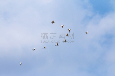 鸟类,公亩,白鹭,白色,自然,白昼,运动模糊,云,图像,无人